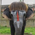 Meet the most fashionable and adorable elephant 'Bob-Cut' Sengamalam from Tamil Nadu.