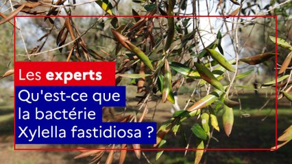 Qu'est-ce que la bactérie Xylella fastidiosa ?