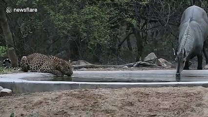 Rare moment thirsty leopard ignores prey to share waterhole in India