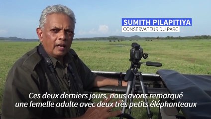 Au Sri Lanka, un possible rare cas d'éléphanteaux jumeaux