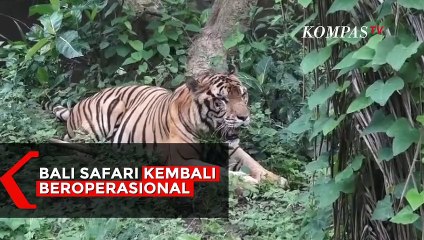 Asik! Bali Safari Kembali Beroperasi