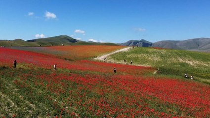 Stunning sight as lentil fields bloom in Italy