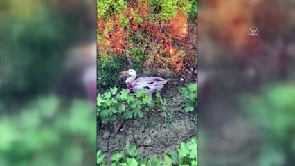 Denizli'de 40 kazın tarlaya girdiği gerekçesiyle telef edildiği iddiası