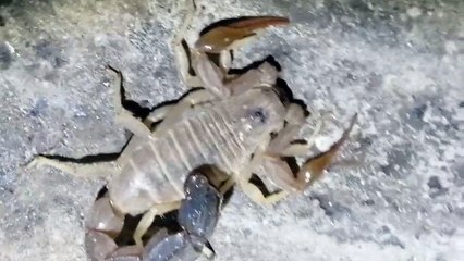 The most dangerous types of scorpions