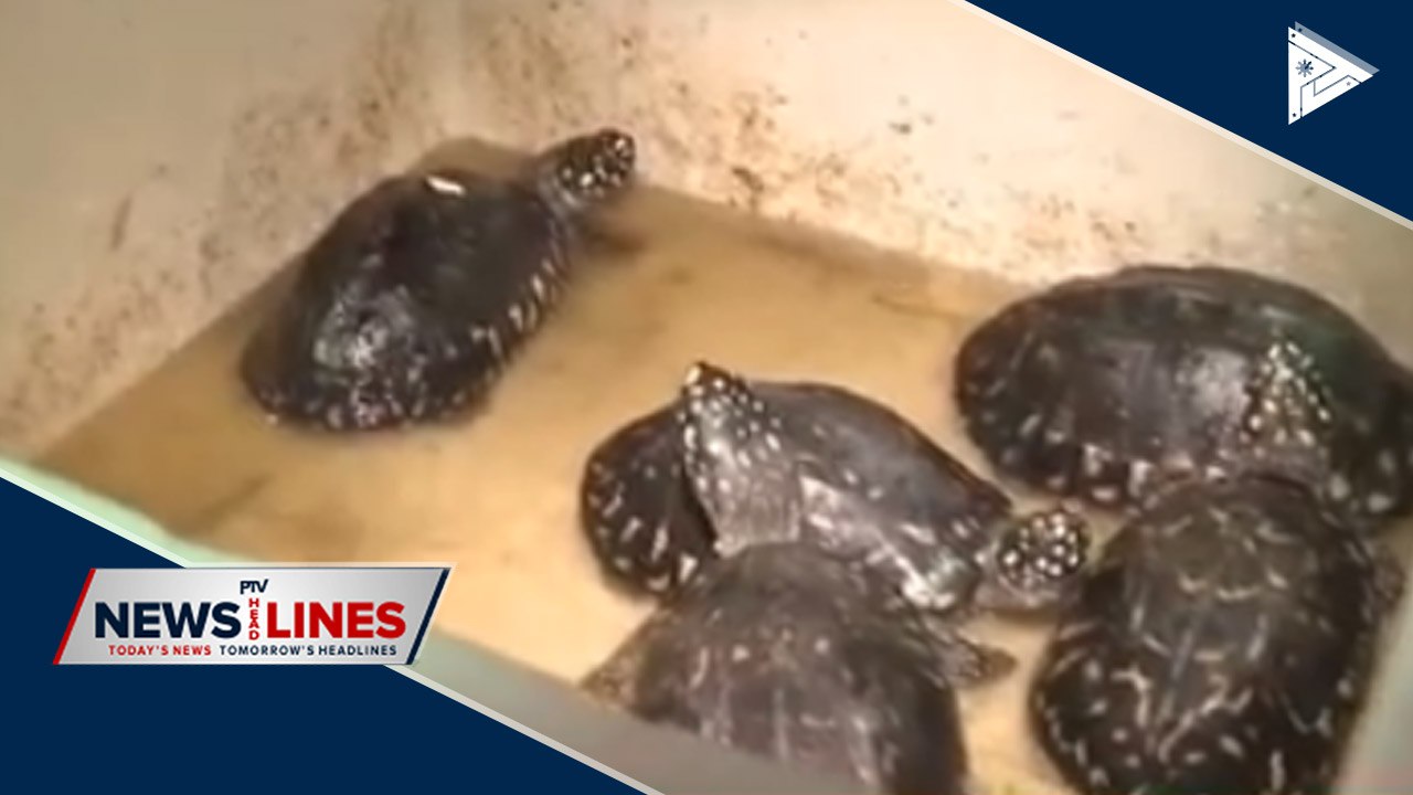 2 persons arrested for illegal wildlife trade