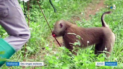 Thaïlande : des singes esclaves