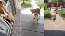 Quando o dono diz aos seus cães que a piscina está livre e é hora de mergulhar...