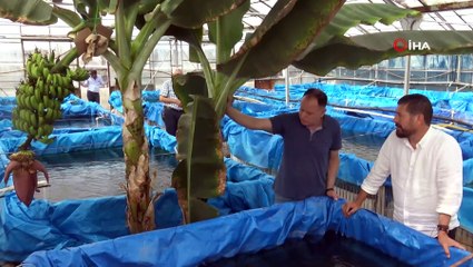 Bunlar da jeotermal muz