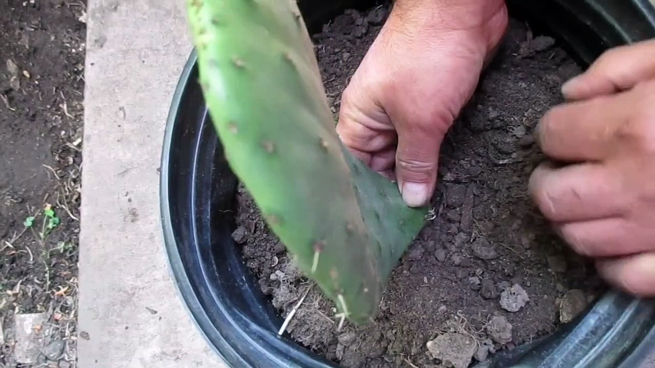 Como Plantar Nopales Para que No Se Pudran _Comparando Tecnicas_