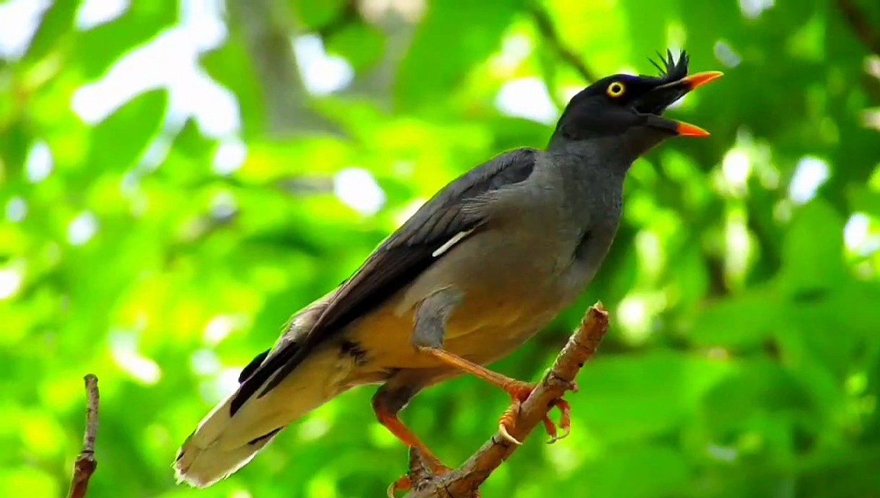 Birds video relaxing birds videos