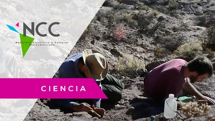 Iden­ti­fi­can una nue­va es­pe­cie de di­no­sau­rio con ca­rac­te­rís­ti­cas pro­pias de las aves