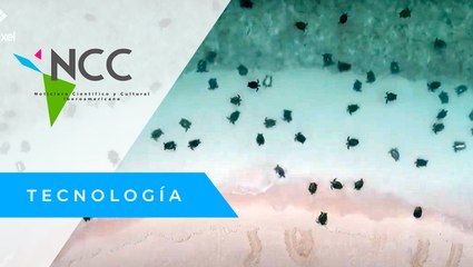 Dro­nes cap­tan imá­ge­nes de mi­les de tor­tu­gas que anidan en Aus­tra­lia