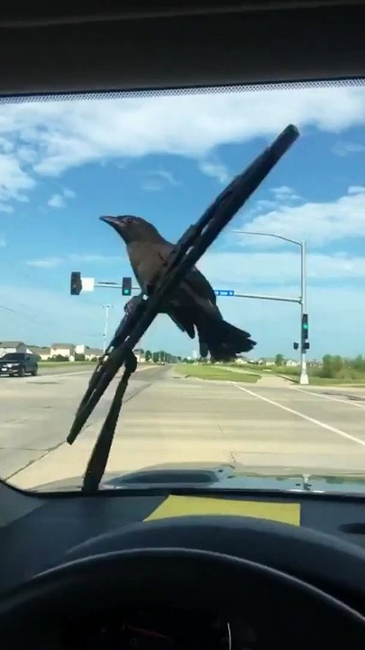 Ce corbeau ne veut pas lâcher l'essuie-glace de cette voiture