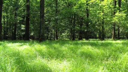 Forest  and Looking good Nature video