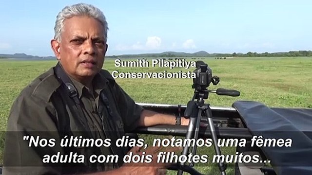 Elefantes gêmeos
