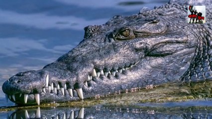 ऐसे हरेतंगेज तथ्य ,जिन्हें आपको जरूर जानना चाहिए। amazing fact Ajay hind