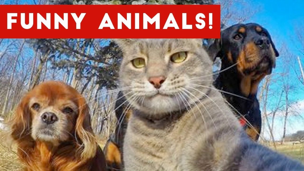 Funniest Pet Clips, Bloopers & Moments Caught On Tape 2017 _ Funny Pet Videos