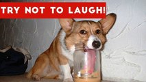 Try Not To Laugh At This Funny Pet Video Compilation _ Funny Pet Videos