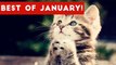 Funniest Pet Reactions & Bloopers of January 2017 _ Funny Pet Videos