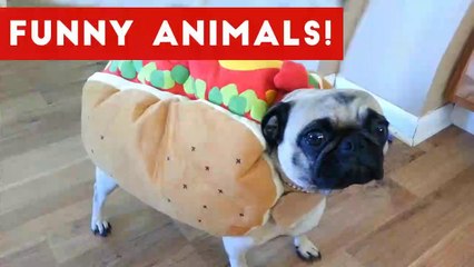 Funniest Pet Clips, Bloopers & Moments Caught On Tape 2017 _ Funny Pet Videos