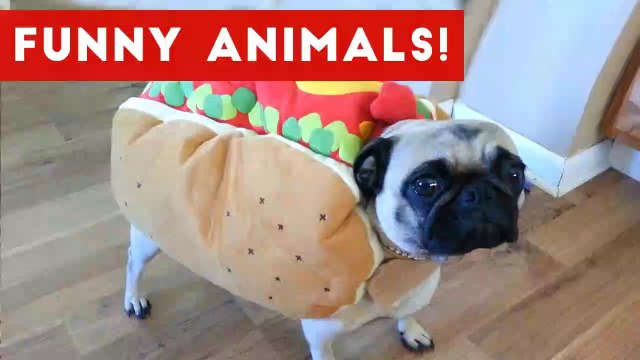 Funniest Pet Clips, Bloopers & Moments Caught On Tape 2017 _ Funny Pet Videos