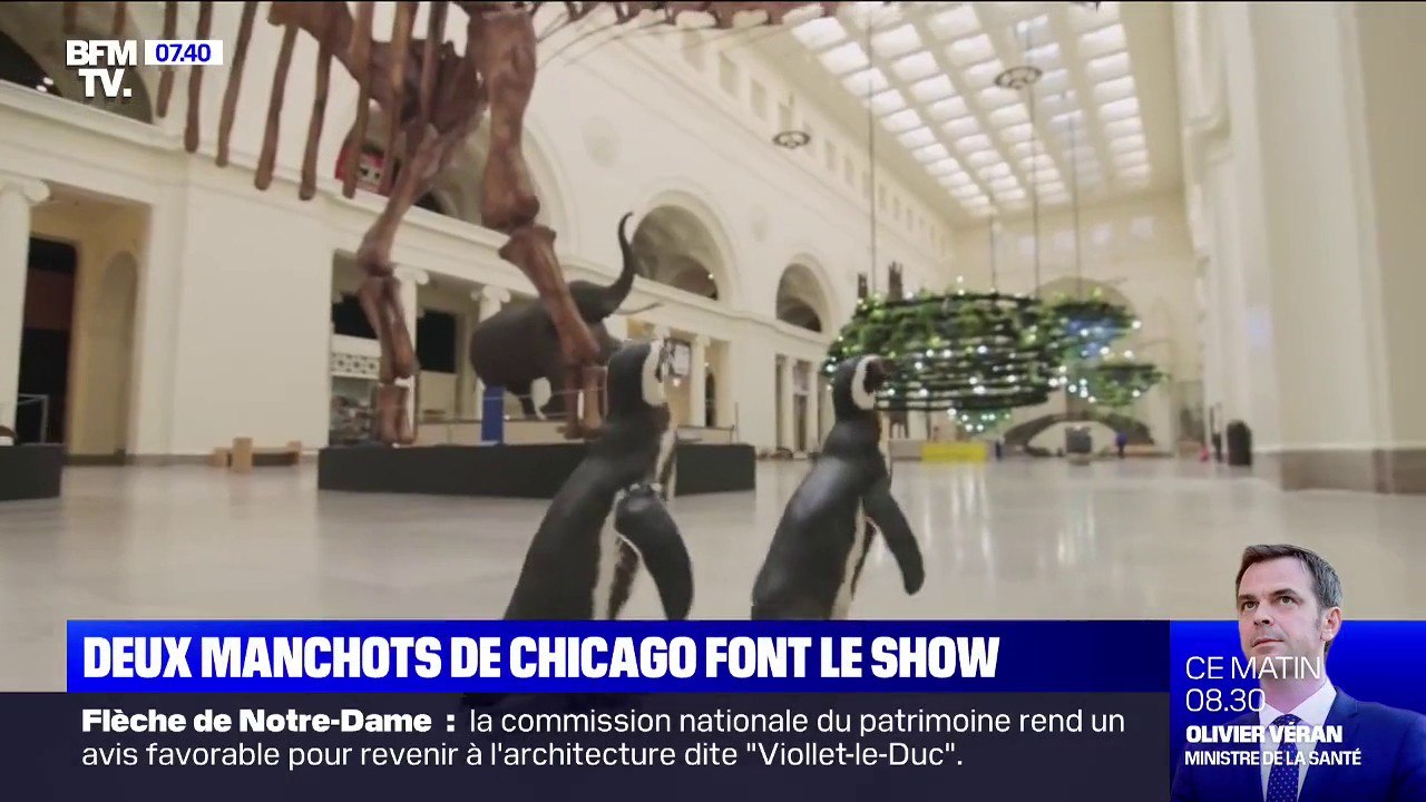 Deux manchots visitent le musée d'histoire naturelle de Chicago