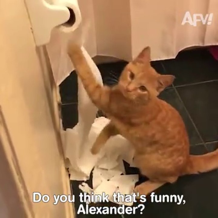 Top  15   Man &  Animal  funny   video ( part -1) just for laugh....