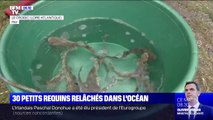 L'océarium du Croisic, en Loire-Atlantique, relâche 30 bébés requins dans l'océan