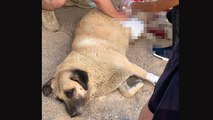 Sokaktaki köpeği bıçaklayan şahıs gözaltına alındı