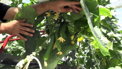 'Cam sera' büyük bütçeli yatırımlara ışık tutacak - KIRŞEHİR