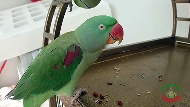 Funny Talking Parrots