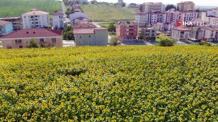 Ayçiçeği tarlalarından kartpostallık görüntüler
