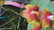 When to Repot Your Orchids,Orchid Care Trick, How to Save Your Potted Orchid From Dying