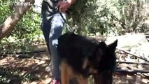 بالفيديو: شرطة حماس تمنع اصطحاب الكلاب إلى الأماكن العامة في غزة