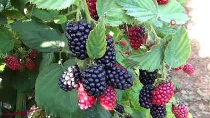 (MERSİN - ÖZEL Mersin'de böğürtlen hasadı başladı