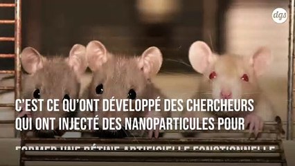 Avancée majeure : l’injection de nanoparticules dans la rétine redonne la vue à de rats aveugles