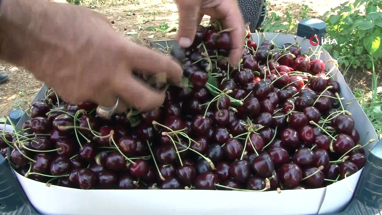 Kirazın diğer bölgelerde hasadı bitti, Harput'ta yeni başladı