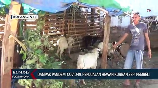 Penjualan Hewan Kurban di Kupang Sepi Pembeli