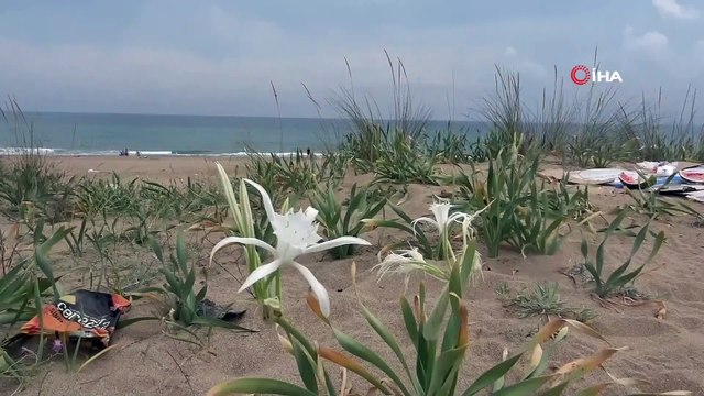 Şile'de Kum Zambağını Koparana 48 Bin Lira Ceza Kesiliyor