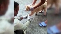 Patileri eriyen asfalta yapışan iki köpek yavrusu kurtarıldı - HAKKARİ