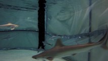 Nacen por primera vez en el Oceanogràfic ocho tiburones grises