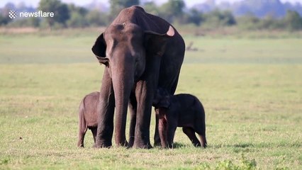 Sri Lanka rangers spot possible elephant twins in rare moment