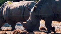 Baby White Rhino Makes Debut at Swiss Zoo