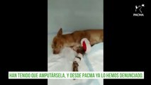 PACMA denuncia un caso de maltrato animal a una perra