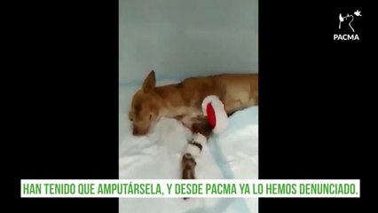 Tải video: PACMA denuncia un caso de maltrato animal a una perra