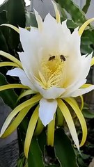 What are the bees and flowers?