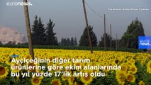 'Doğanın sarı gelinliği': Çukurova'da tarlalar sarıya büründü