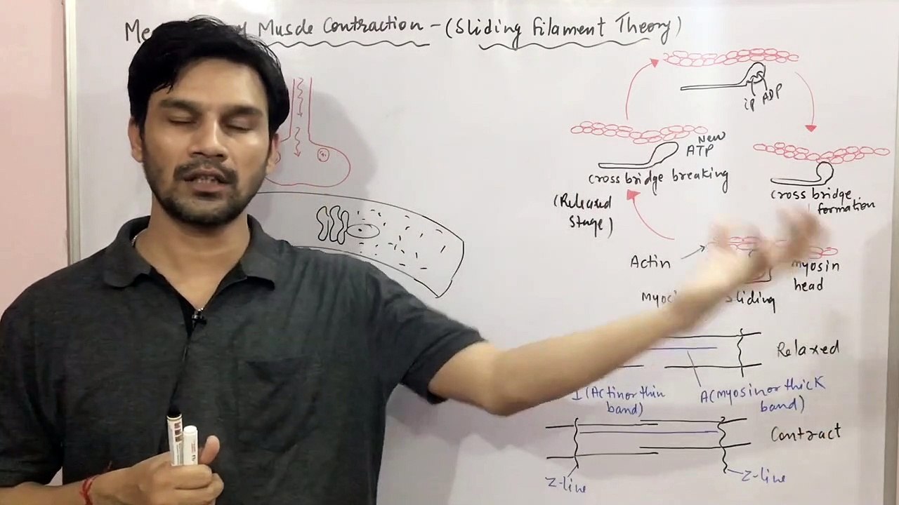 LOCOMOTION & MOVEMENT CHAPTER:PART-12 Sliding Filament Theory(Mechanism of Muscle Contraction) CBSE/NEET/ Class11th
