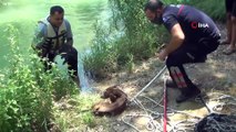 Suyun aniden yükselmesiyle şelalede mahsur kalan köpek ölmek üzereyken kurtarıldı