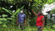 Urban gardens flourish in Cuba to survive the pandemic's economic crisis